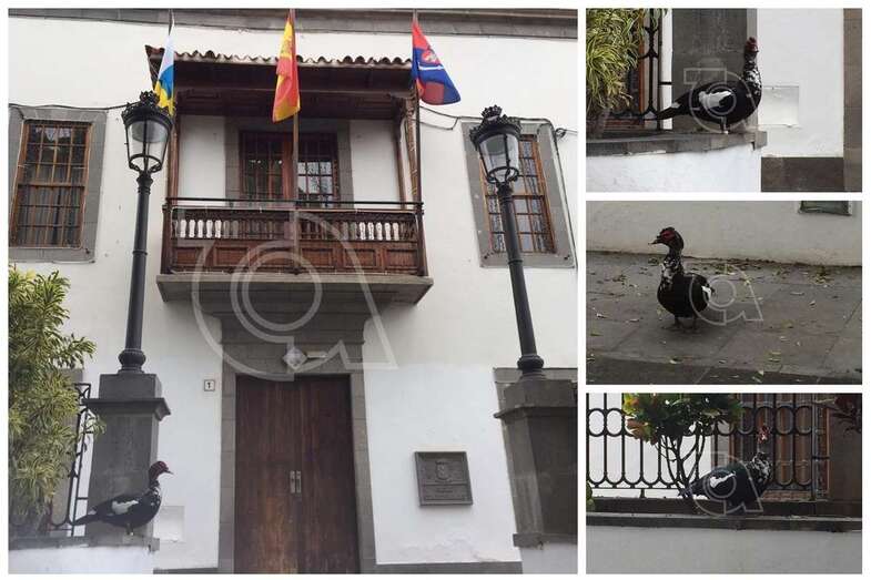 El pato, en la plaza de San Juan, a primera hora de esta tarde (Foto TA)